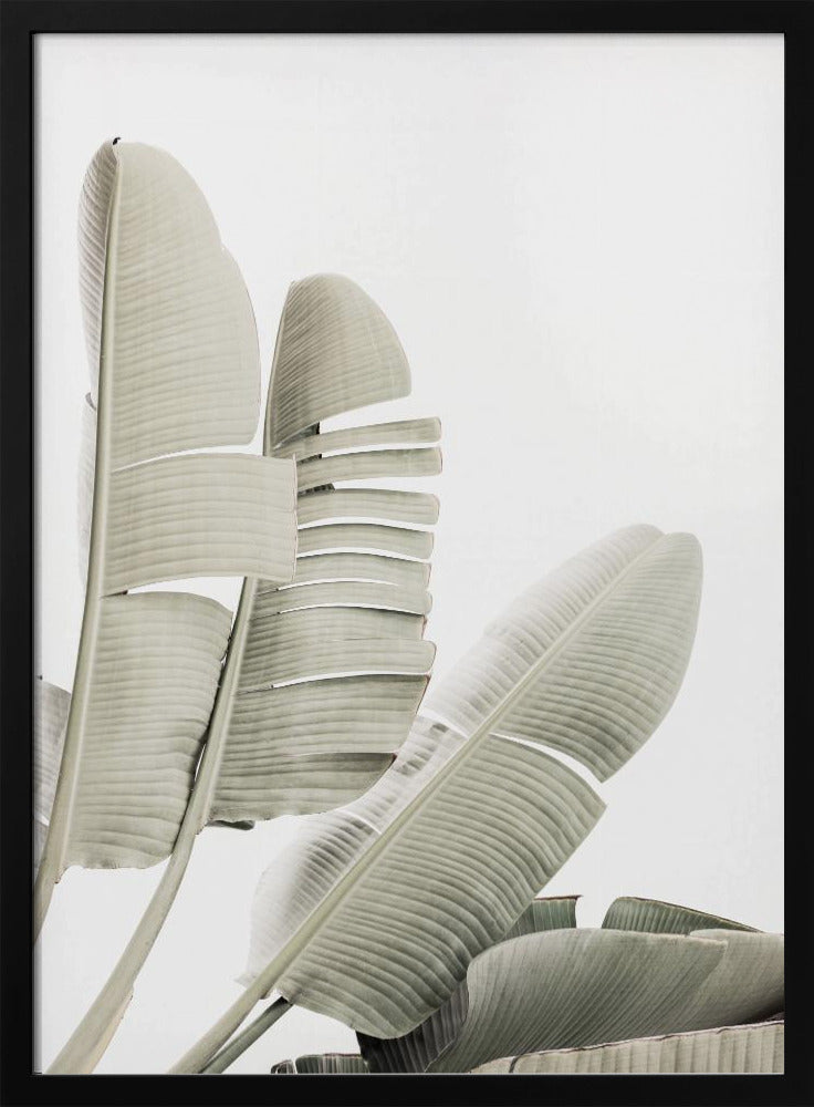 Bananenblad 2 | Poster