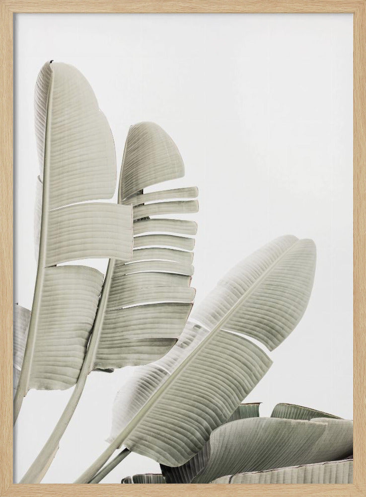 Bananenblad 2 | Poster