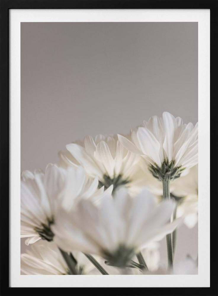 Witte Bloemen 4 | Poster