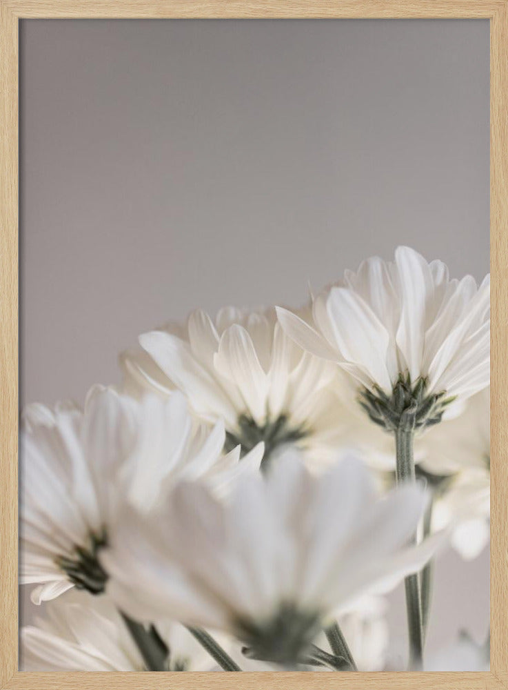 Witte Bloemen 4 | Poster