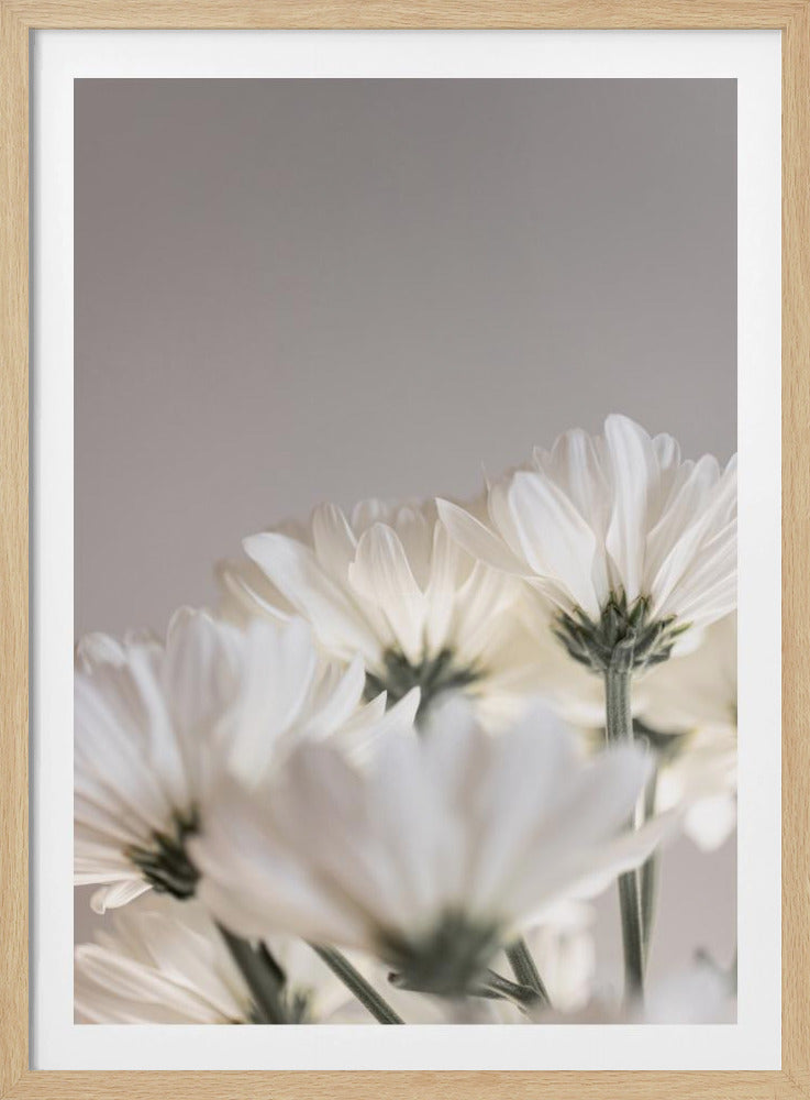 Witte Bloemen 4 | Poster