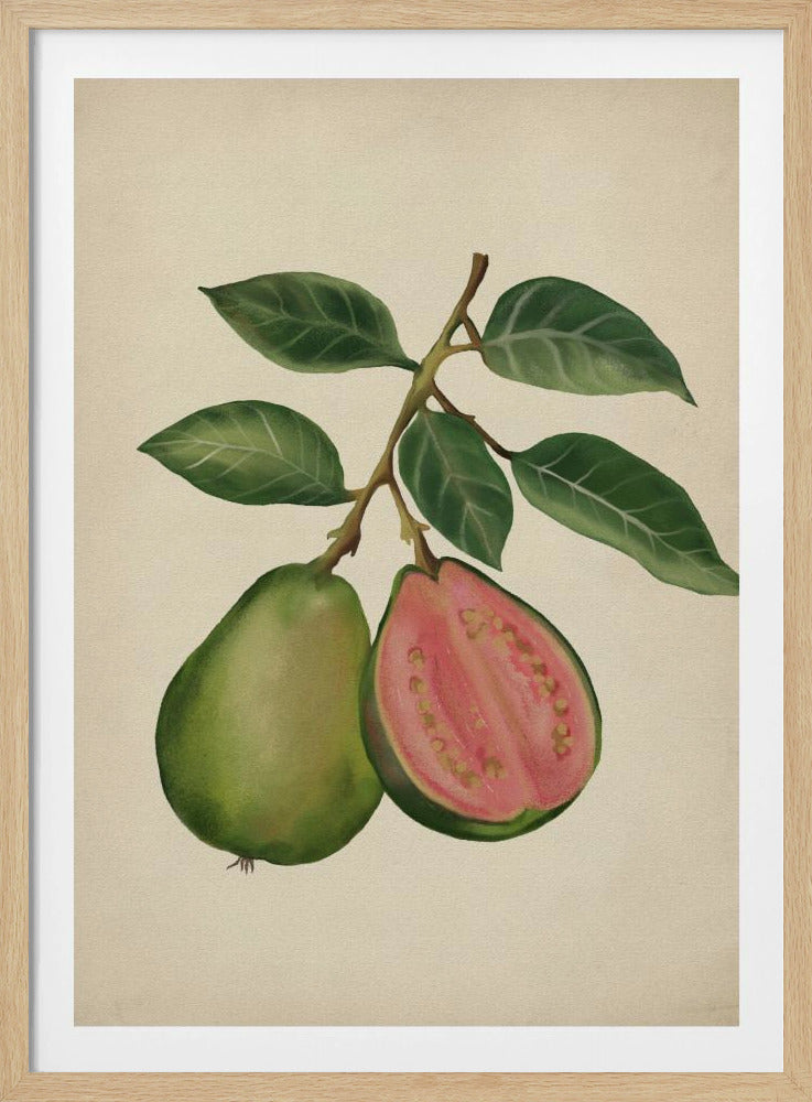 Vintage guave | Poster