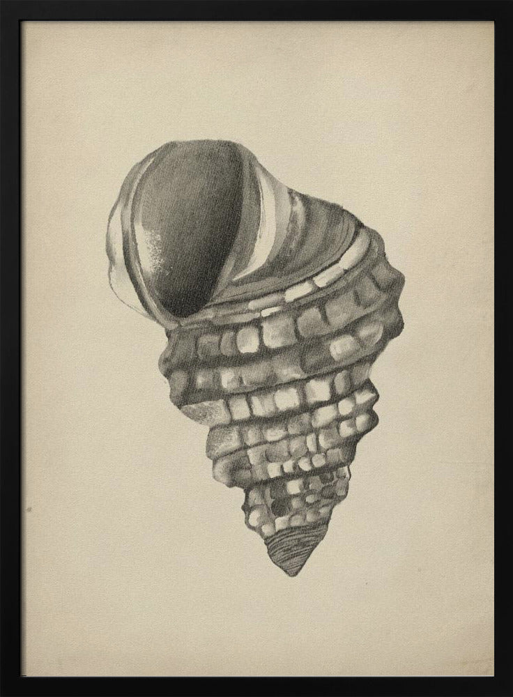 Schelpen | Poster