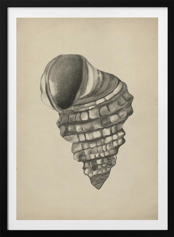 Schelpen | Poster