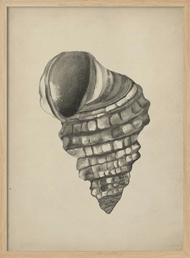 Schelpen | Poster