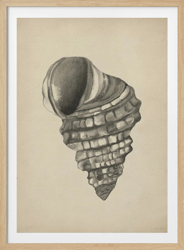 Schelpen | Poster