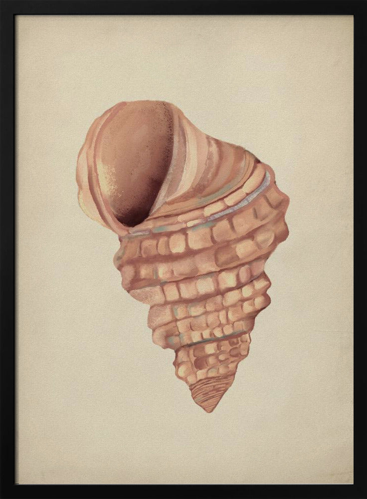 Roze schelpen | Poster