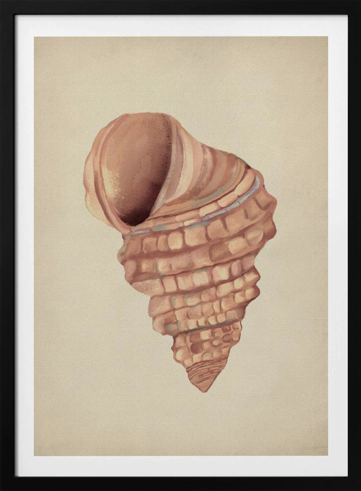 Roze schelpen | Poster