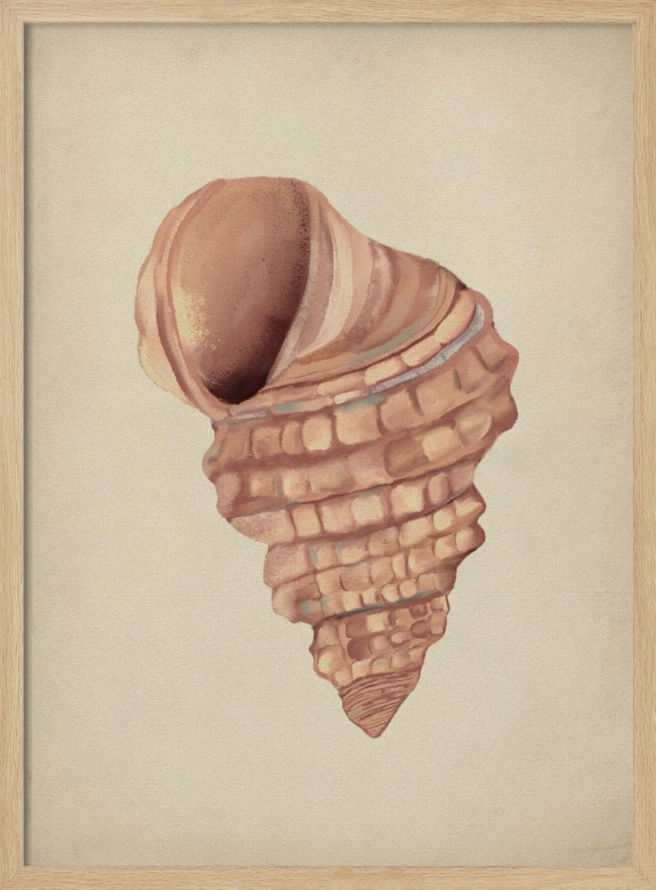 Roze schelpen | Poster