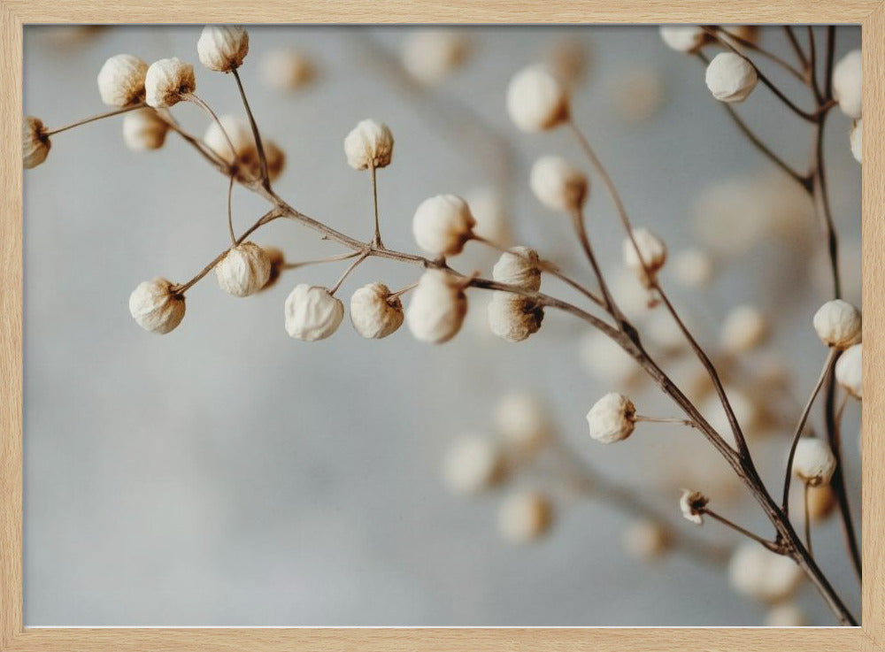 Gedroogde elegantie | Poster