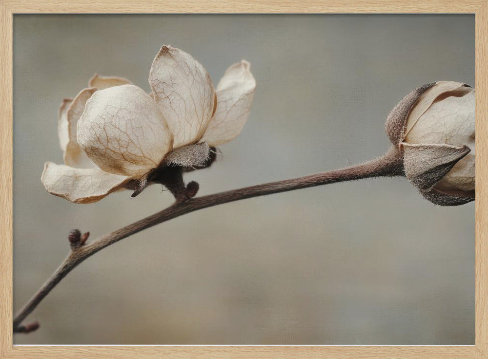 Delicate bloemblaadjes | Poster
