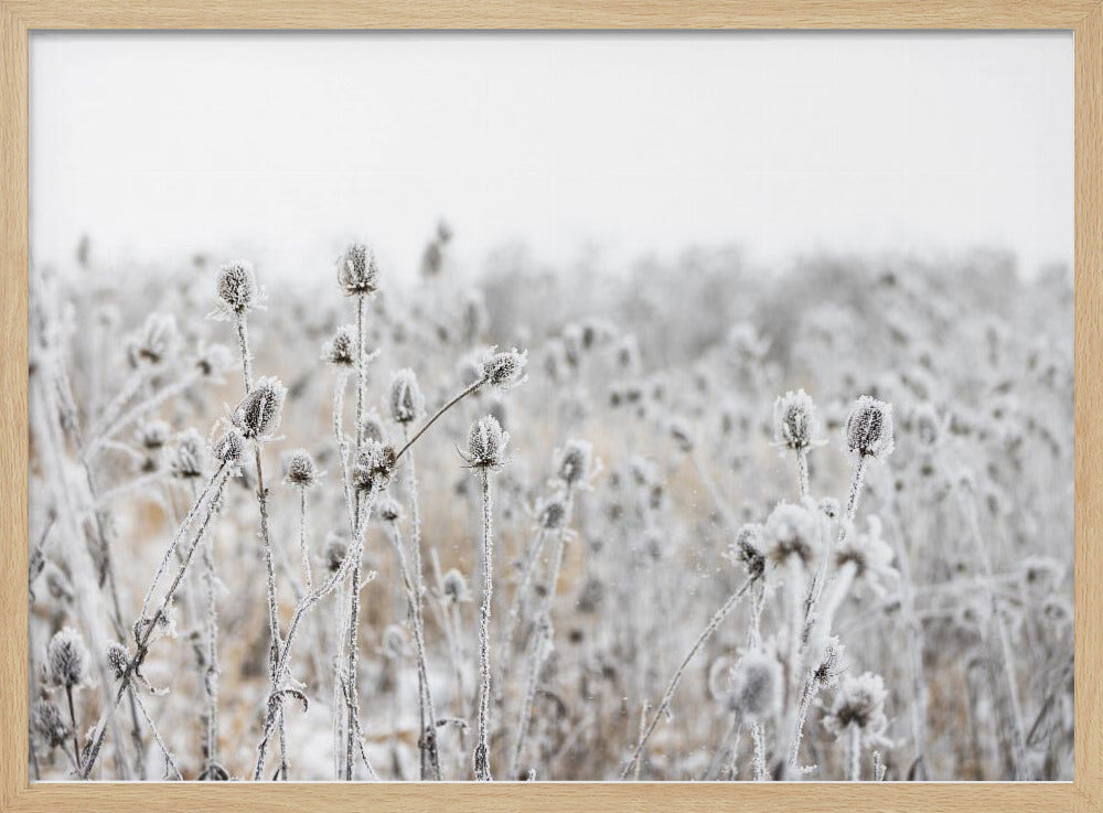 Winterveld 5 | Poster