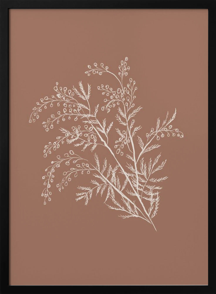 Acacia Botanische Afdeling | Poster