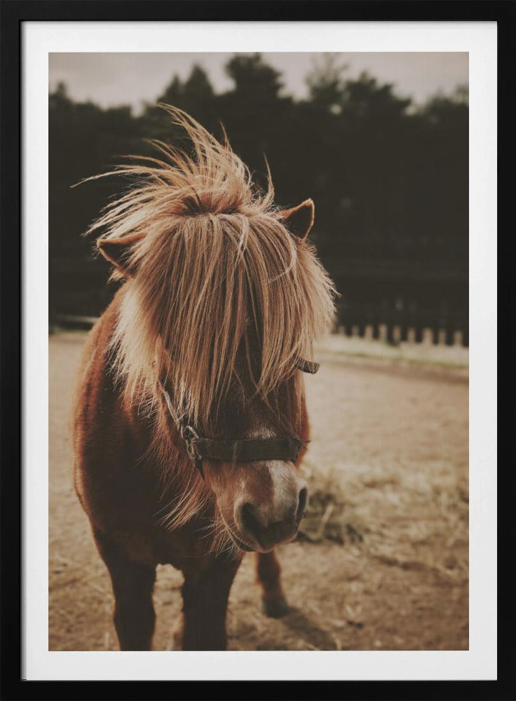 Pony met een ruige manen | Poster