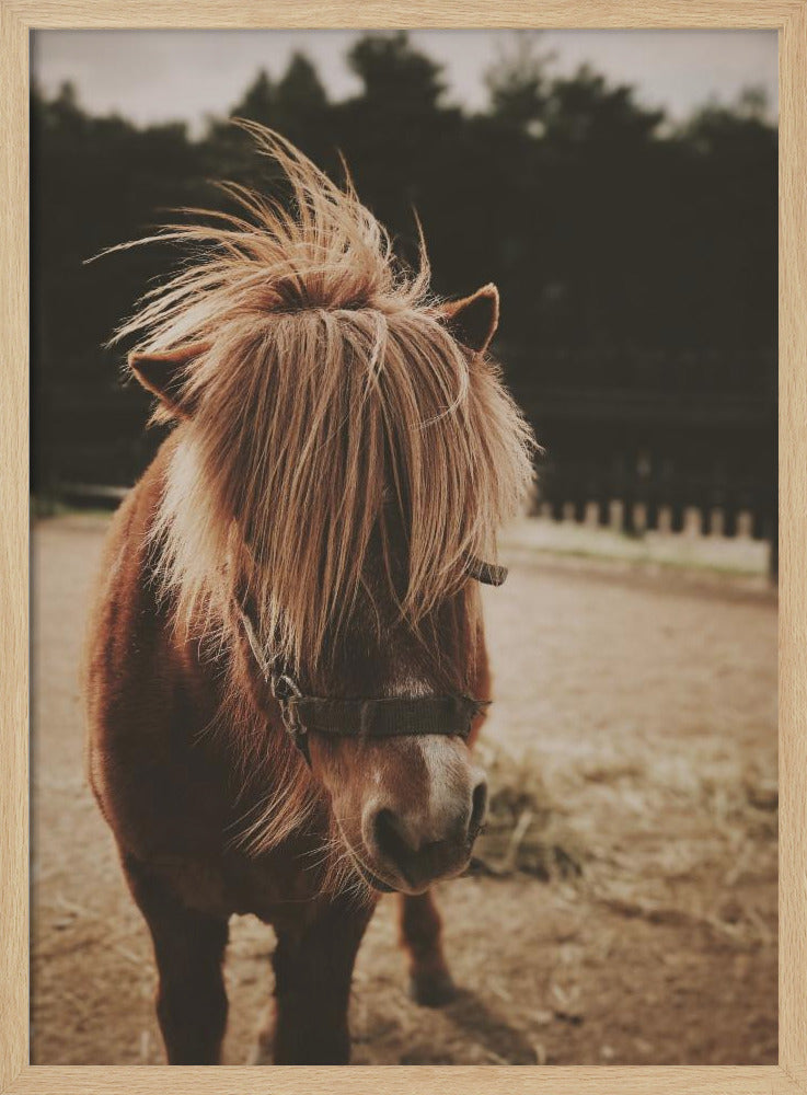 Pony met een ruige manen | Poster