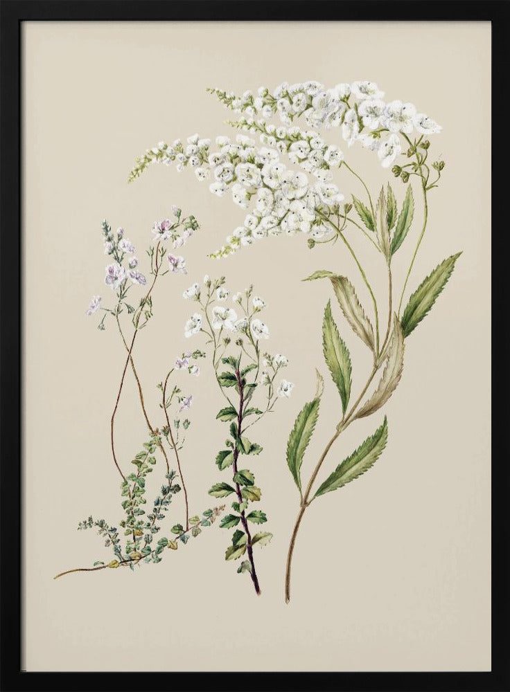 Veronica getekend door Sarah Featon (1848–1927) | Poster