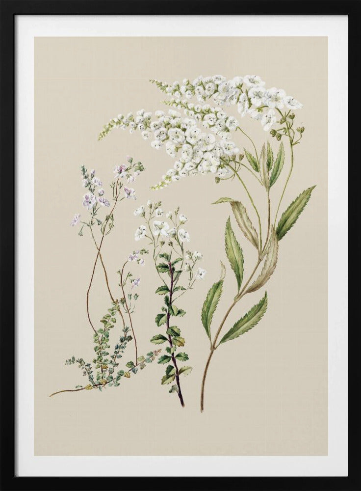 Veronica getekend door Sarah Featon (1848–1927) | Poster