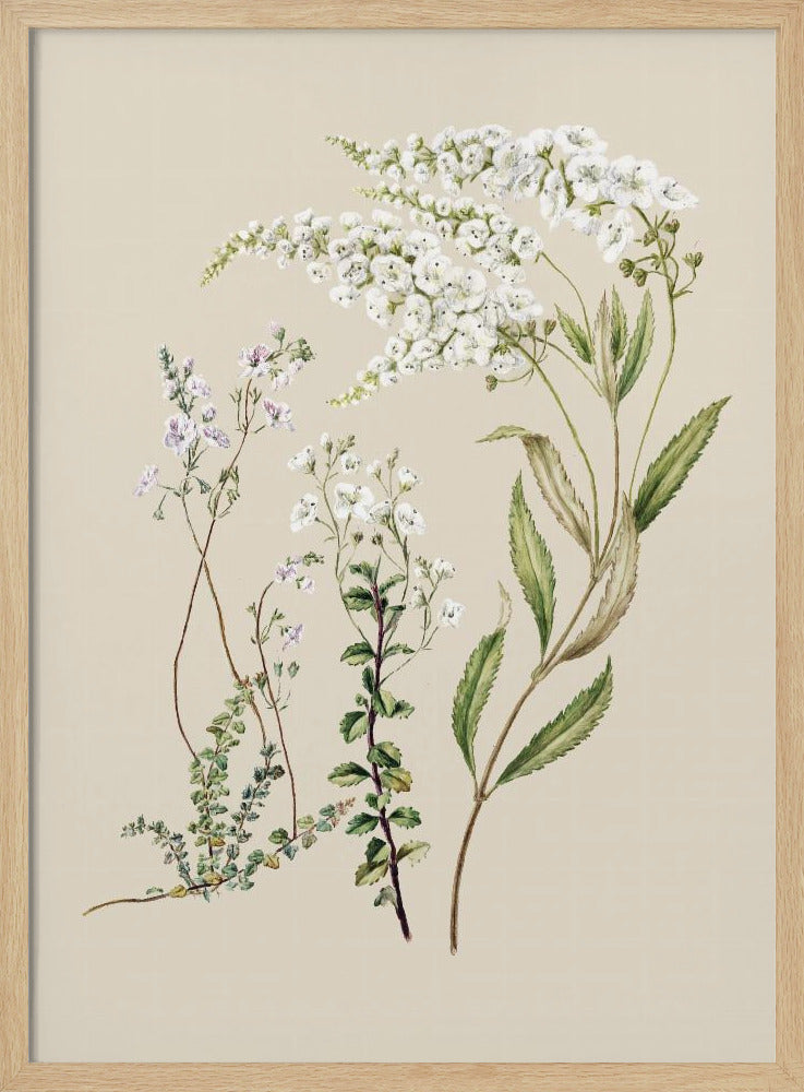 Veronica getekend door Sarah Featon (1848–1927) | Poster