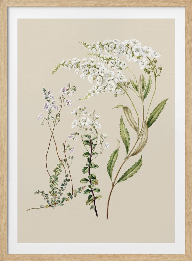 Veronica getekend door Sarah Featon (1848–1927) | Poster