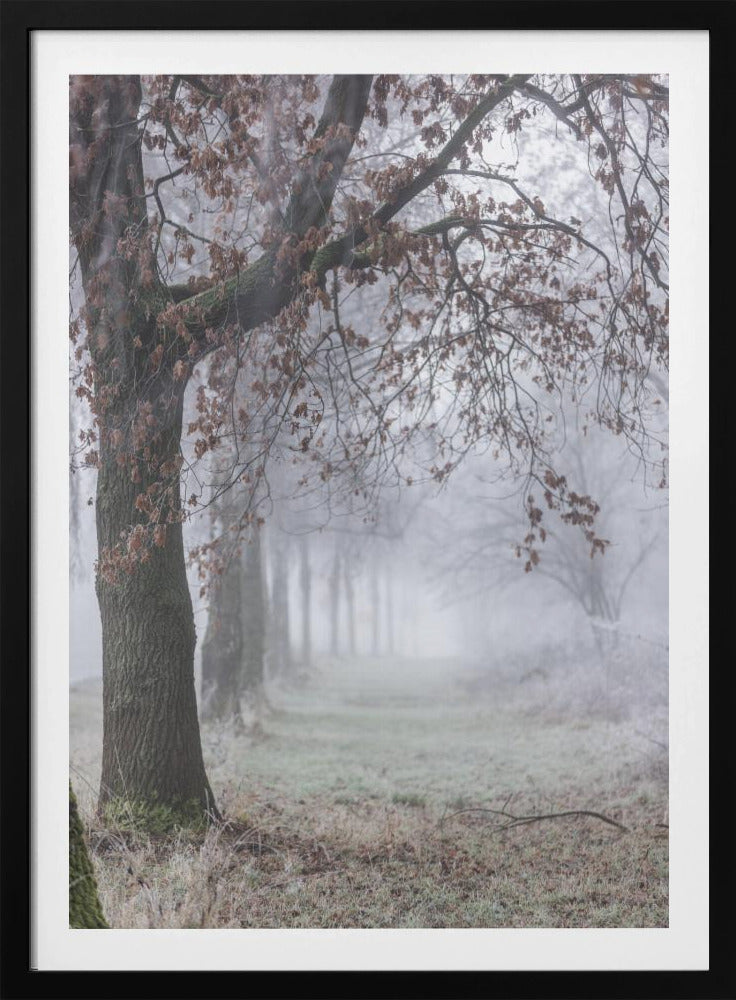 Mistige winterochtend 3 | Poster