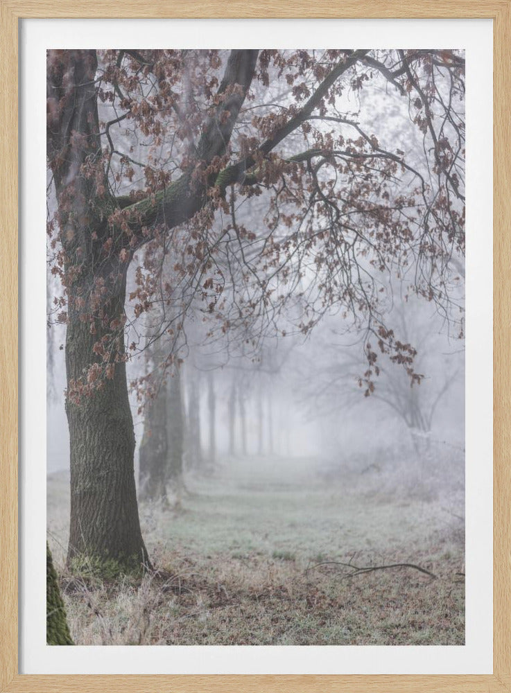 Mistige winterochtend 3 | Poster