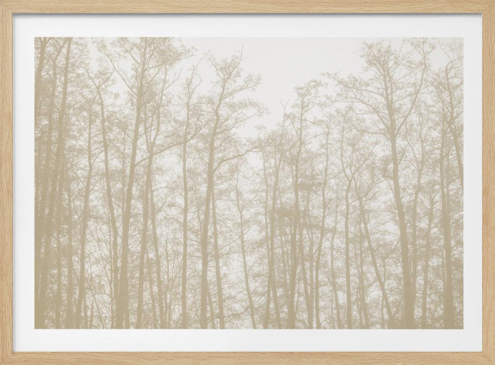 Boomsilhouetten 1 | Poster
