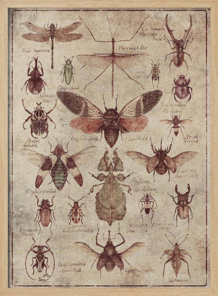 Vintage-stijl Insecten | Poster