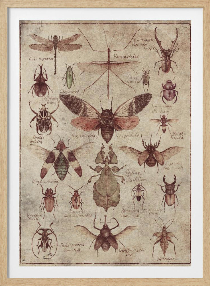 Vintage-stijl Insecten | Poster