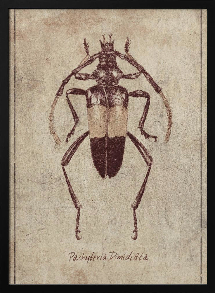 Vintage Insectenschets | Poster