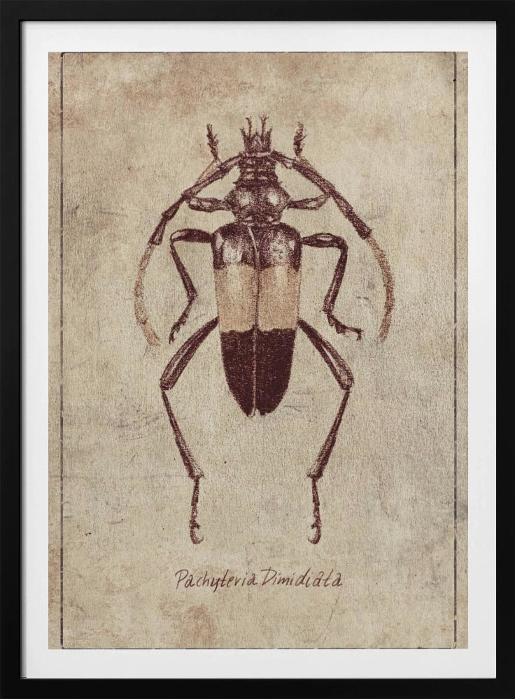 Vintage Insectenschets | Poster