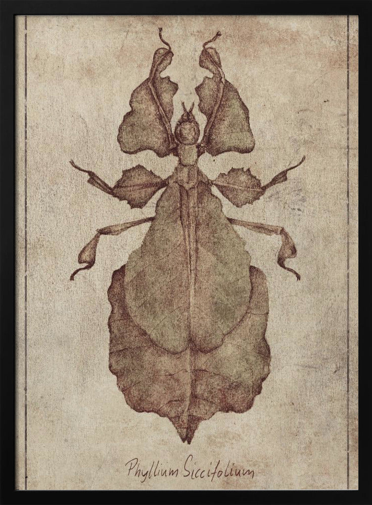 Phyllium Siccifolium Kopie | Poster