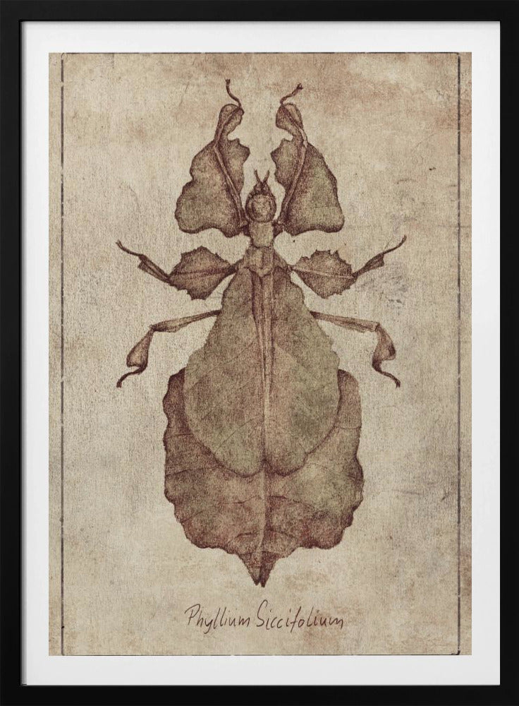 Phyllium Siccifolium Kopie | Poster