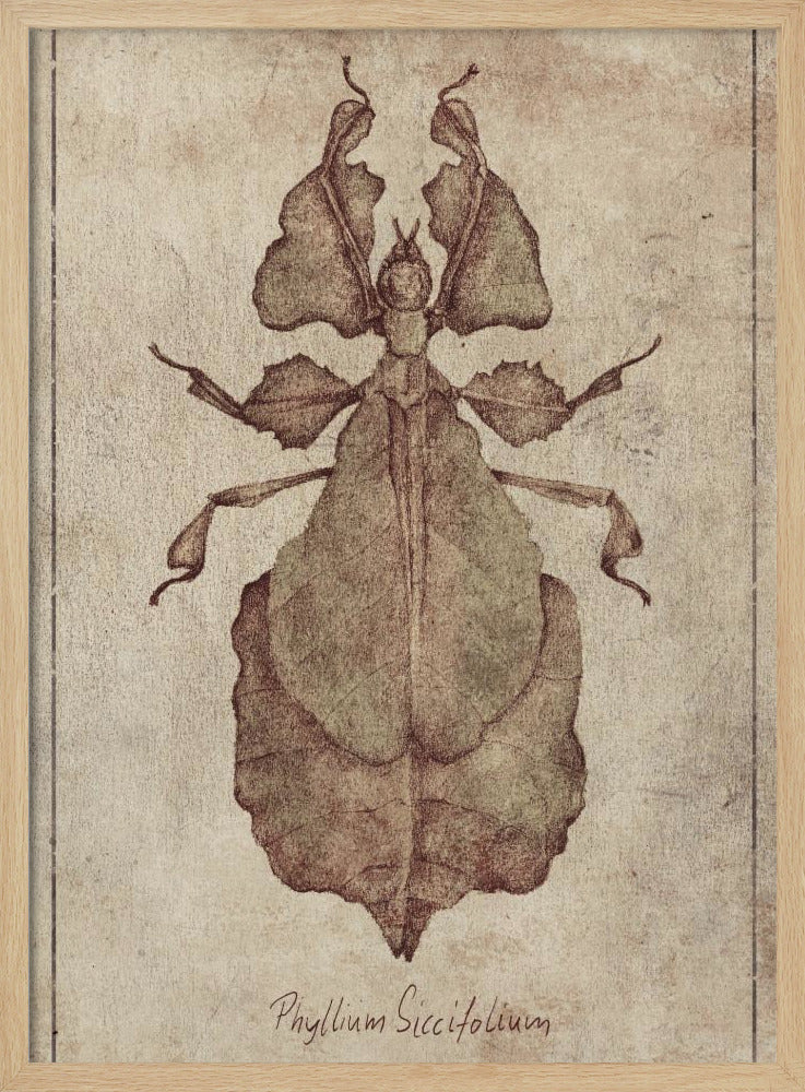 Phyllium Siccifolium Kopie | Poster