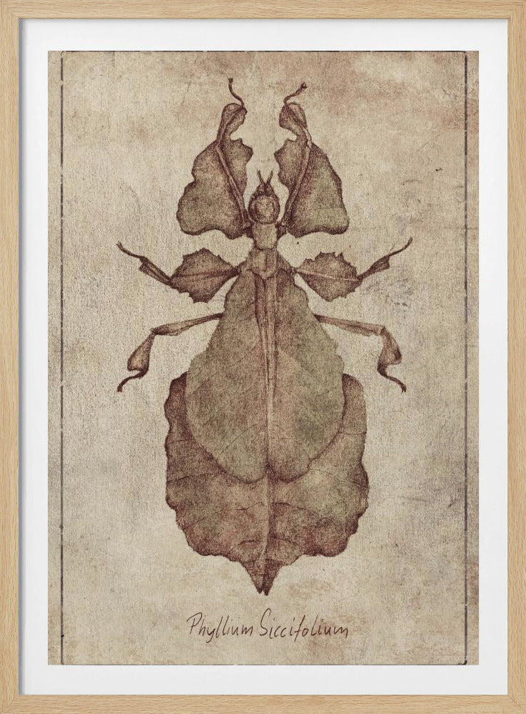 Phyllium Siccifolium Kopie | Poster