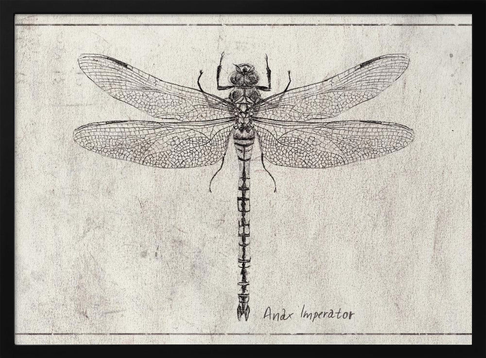 Majesteit in Vlucht Anax Imperator | Poster