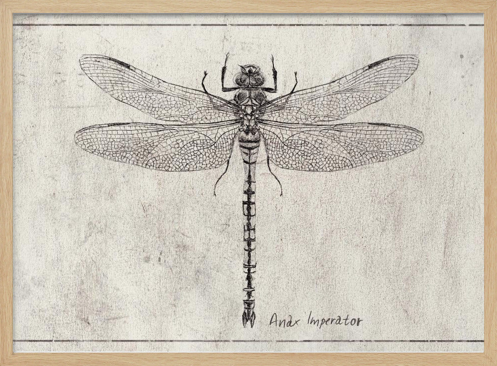 Majesteit in Vlucht Anax Imperator | Poster