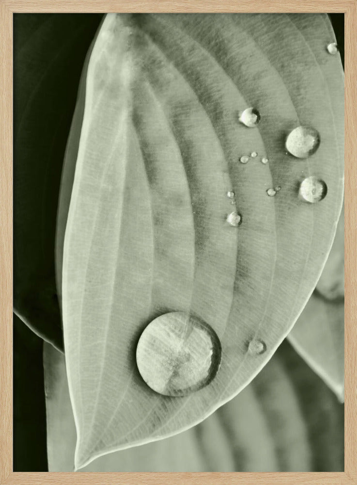 Dauw op blad elegantie | Poster