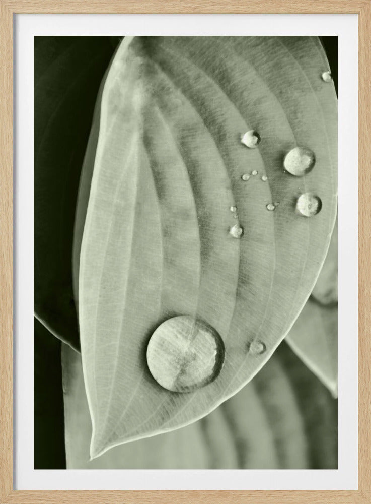 Dauw op blad elegantie | Poster