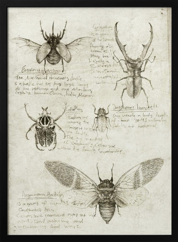 Schetsen van kevers en insecten | Poster