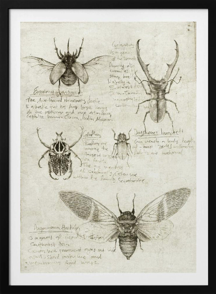 Schetsen van kevers en insecten | Poster