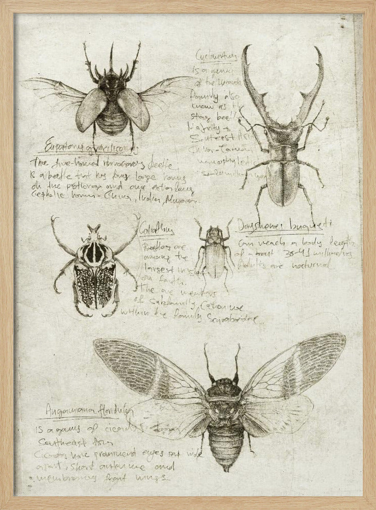 Schetsen van kevers en insecten | Poster