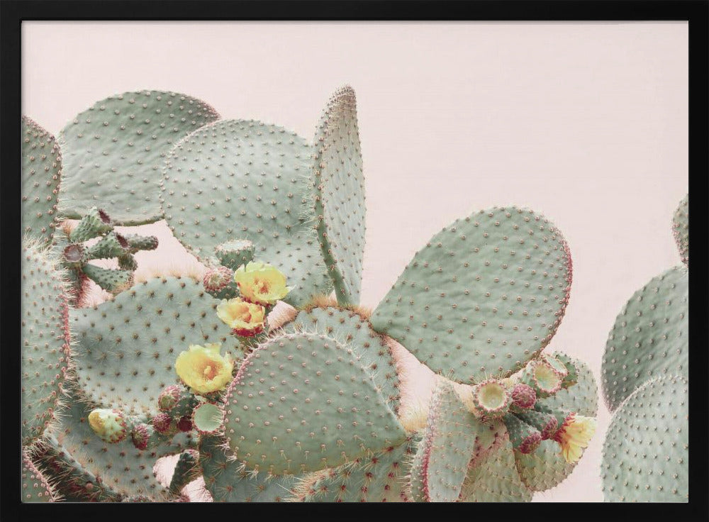 Bloeiende Cactus | Poster