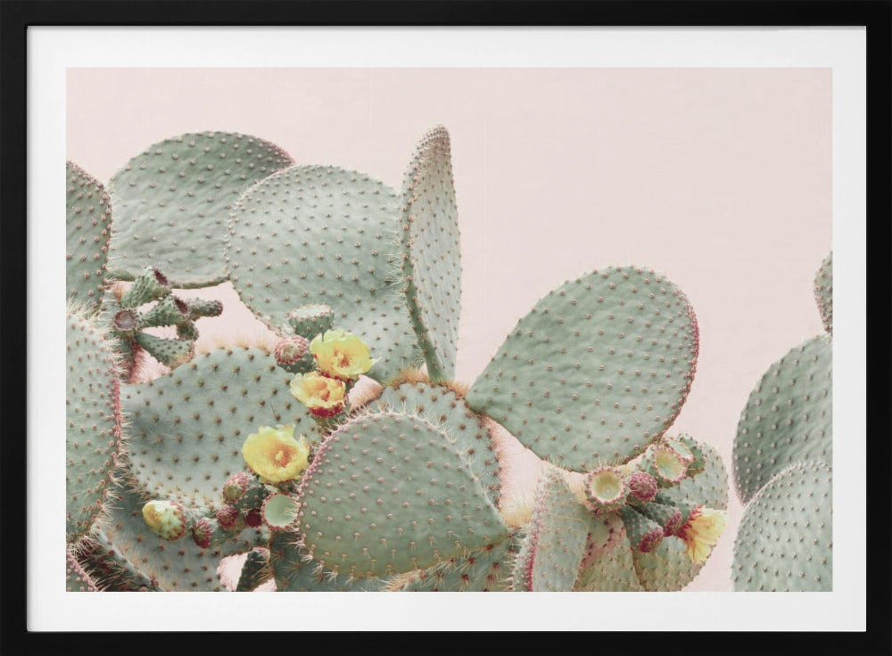 Bloeiende Cactus | Poster
