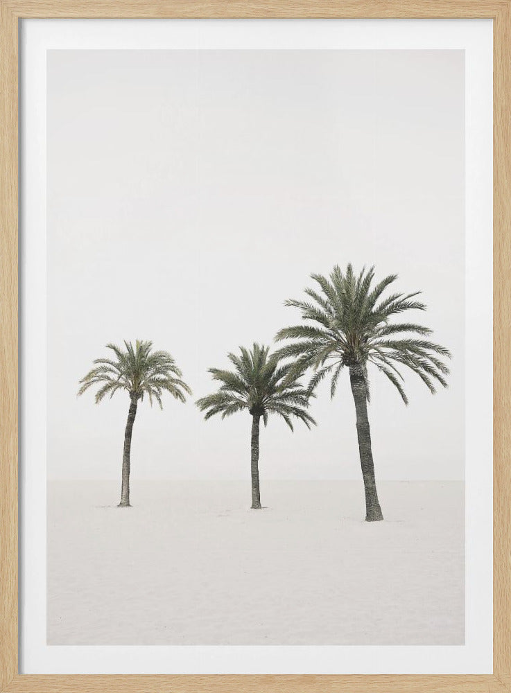 Palmen | Poster