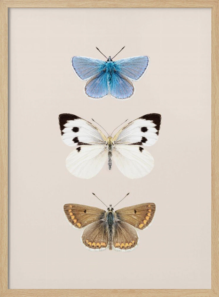 Engelse vlinders 2 | Poster