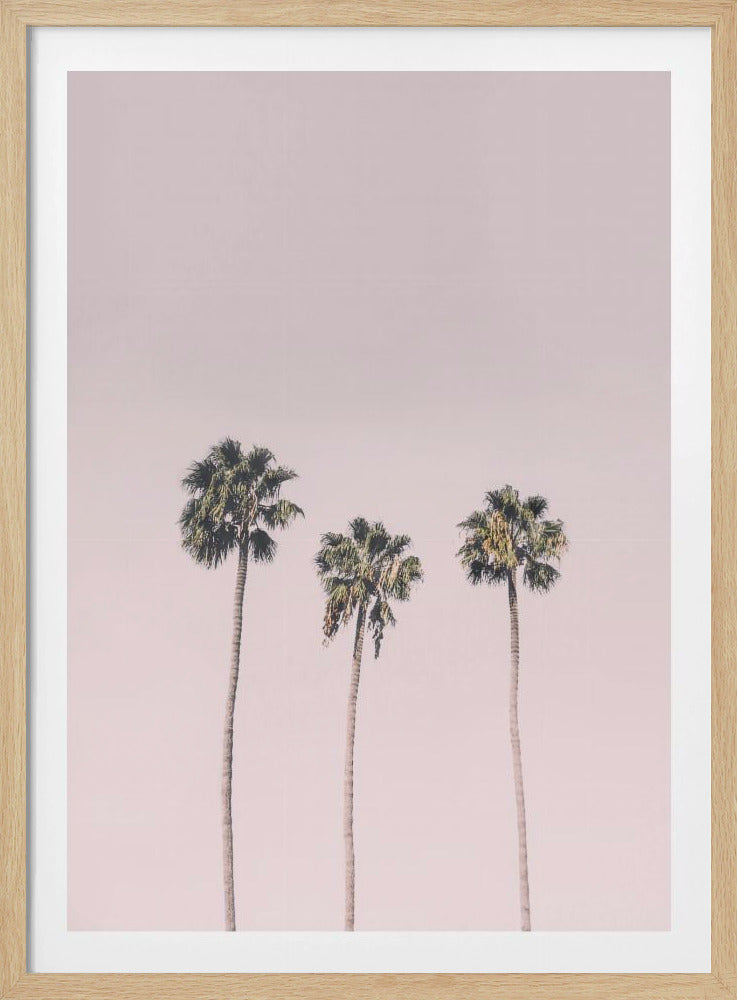 Palmen op roze | Poster