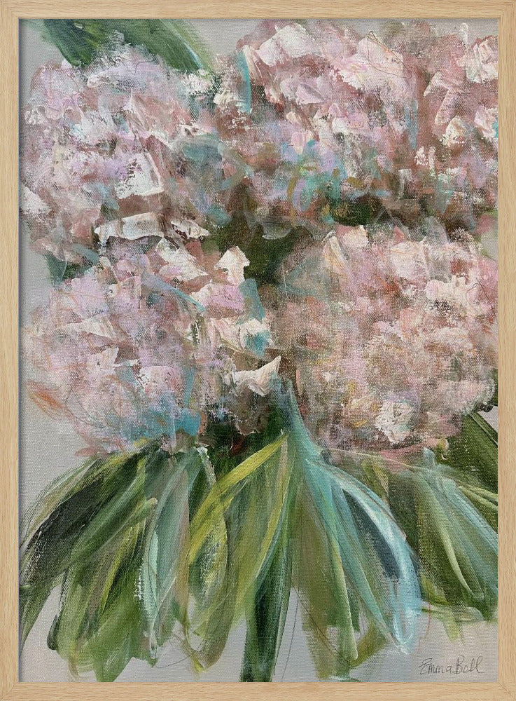 Roze hortensia's met groene bladeren | Poster