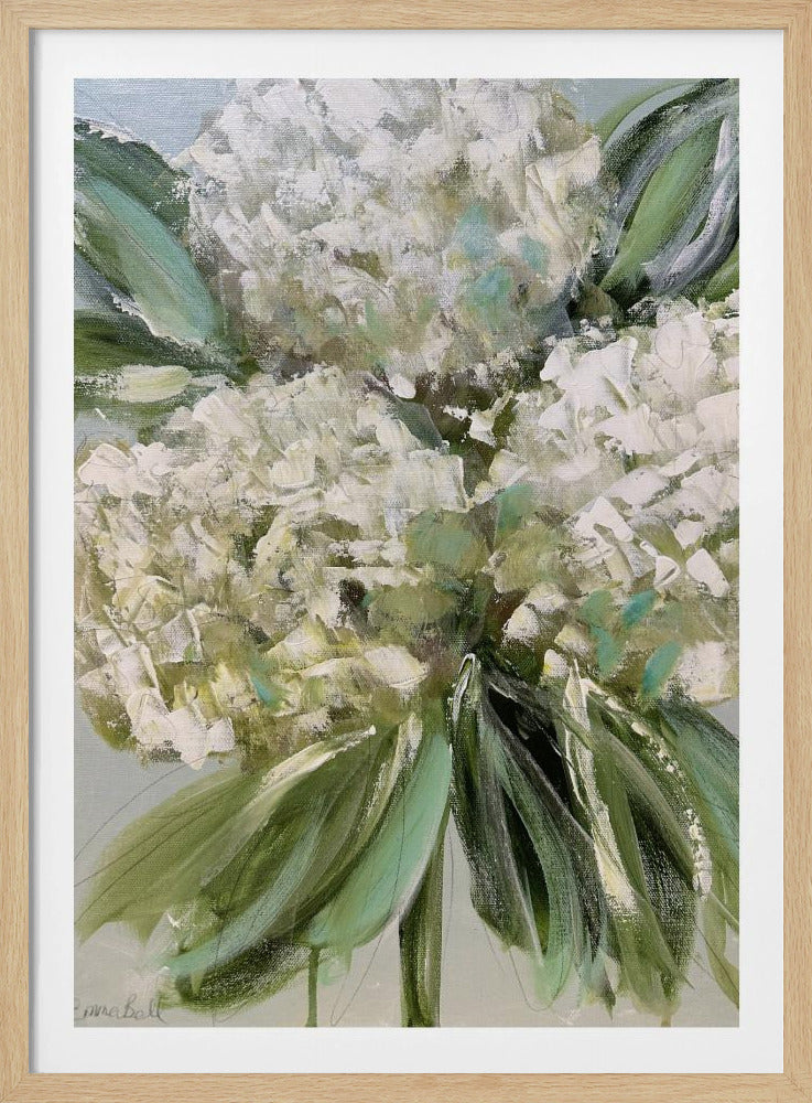 Witte hortensia's met weelderige groene bladeren | Poster