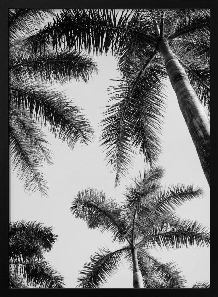 Zwart-witte palmboom | Poster