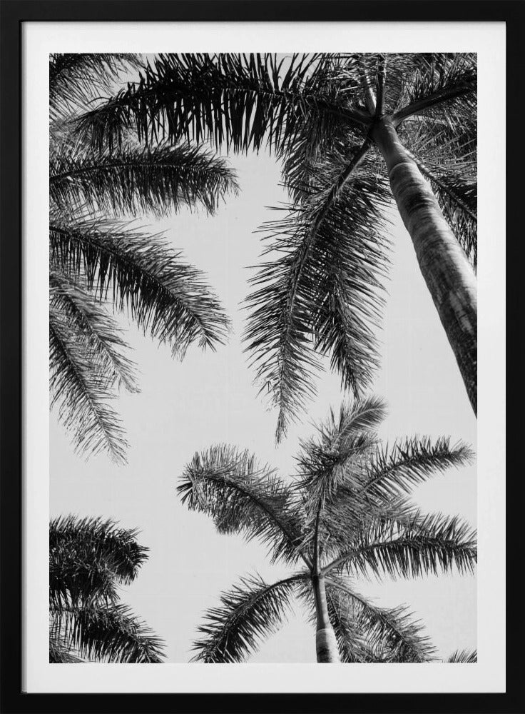 Zwart-witte palmboom | Poster